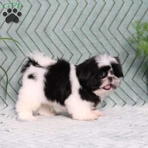 Polecat, Shih Tzu Puppy